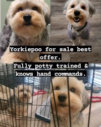 Yorkiepoo for sale