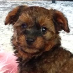 YorkiePoo Lily, Adorable & Cuddly, Parents are AKC