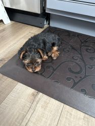 Sell Yorkie puppies