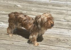 9 month male yorkie