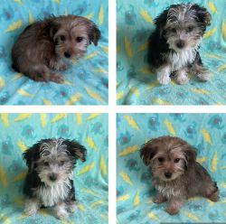 Males Yorkie/Poodle mix