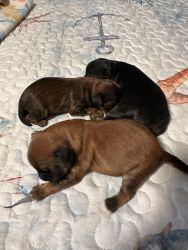 Yorkie poo puppies ,3 males