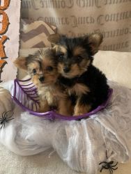 Yorkiepoo puppies available