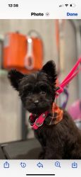 Yorkiepoo CKC registered puppies looking for forever home