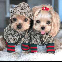 Male and female yorkie poo available for xmass rehoming