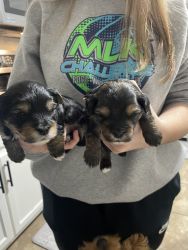 4 yorkie poo puppies available!