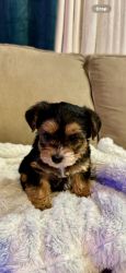 Yorkipoo female available