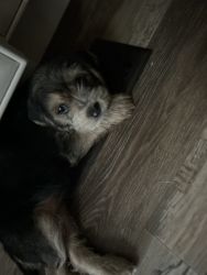 yorkiepoo/puggle pups looking for forever home