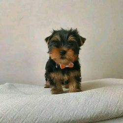 Yorkie puppy up for adoption