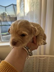 Yorkiepoos: 2 males available