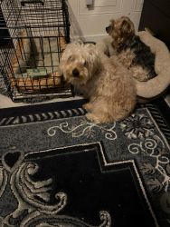 Yorky poo to rehome