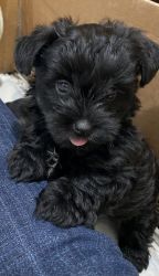 Adorable Fluffy YorkiePoo and Morkie puppies