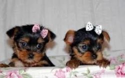 Adorable Teacup Yorkie Puppies