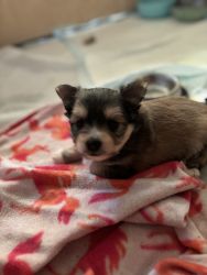 Yorkie Poms Puppies For Sale
