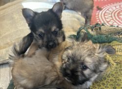 Yorkie Poms Puppies For Sale