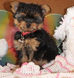 Sdfg Male Yorki Poo Puppies For Sale .