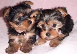male and famale yorkies for sale