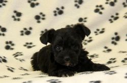 Clean Yorkiepoo puppies for new homes