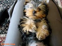yorkie puppies ready fro adoption
