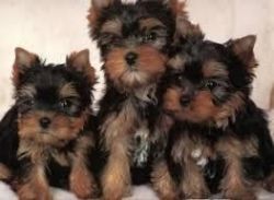 Akc Teacup Yorkie Puppies For Sale xxx xxx xxx2