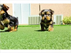 Beautiful Yorkie Puppys For Adoption