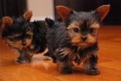 home trained yotkie puppies for sale