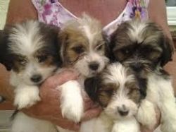 Yorkie puppies for christmas.