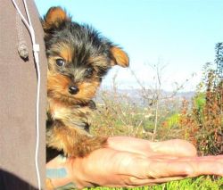 Teacup Yorkie Pups For Adoption (xxx)xxx-xxxx