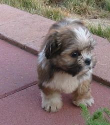 Two Top Class Yorkie Apso Puppies Available