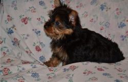 Magnificent Male and Female Yorkie puppies