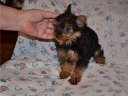 Male Yorkie Puppies