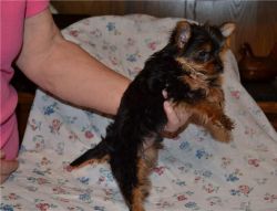 Yorkie Puppies Looking for Homes