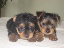lovely home train male and female yorkie puppies