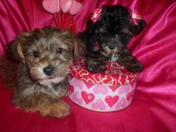 Toy Yorkiepoo Pups Nonshed 8wks