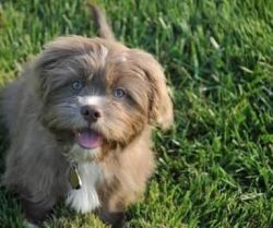 Yorkie Apso Puppies for Sale