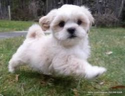 Yorkie Apso puppies for sale