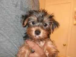 cute yorkie puppies for sale