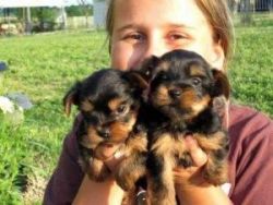 Puppies teacup toy size Yorkie puppies