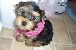 Registered Yorkie Puppies For Re-homing