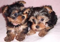 Awesome Male and Female yorkie for adoption