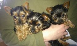 yokkies pups for sale