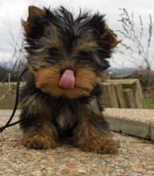 special yorkie pups ready