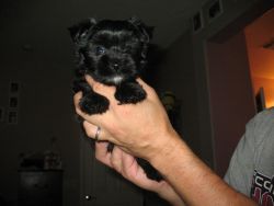 Adorable Yorkie Poo Puppy