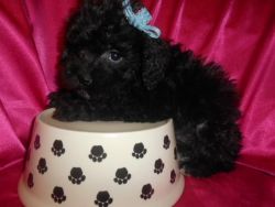 Toy Yorkipoo puppies nonshed 9wks