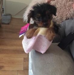 Fully Vacinated Yorkies Puppies 1 Girl Left