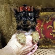 Teacup Yorkie Pup ready for new home