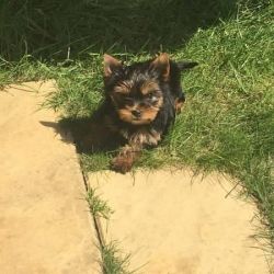 Adorable, small female yorkie