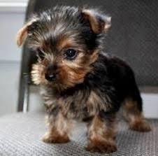 Pretty Female and Male yorkie puppies