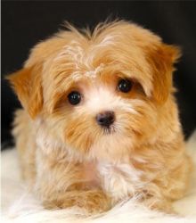 Adorable Male And Female Yorkie Puppies
