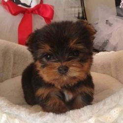 Beautiful Purebred Male and Female Teacup Yorkie Puppies